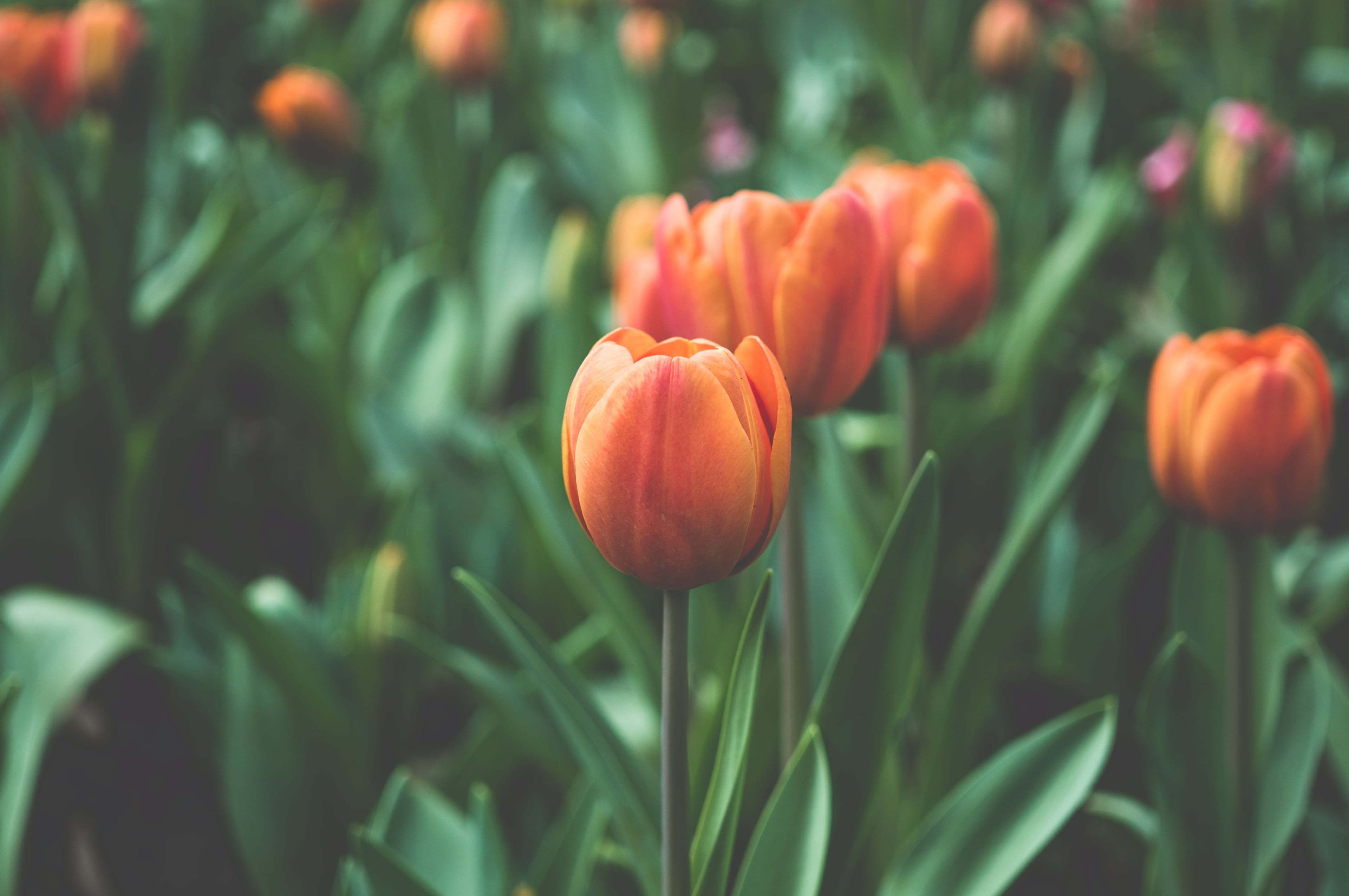 Orange tulips