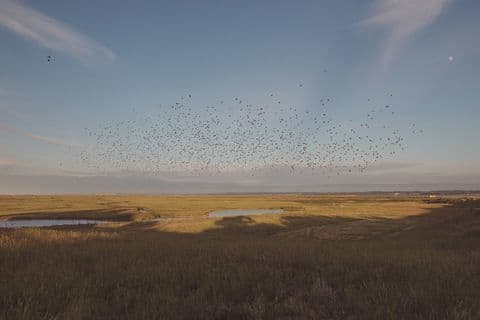 Spring sunshine across Elmley Nature Reserve