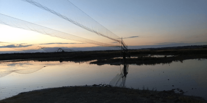 Mist Net at Wellmarsh Hide
