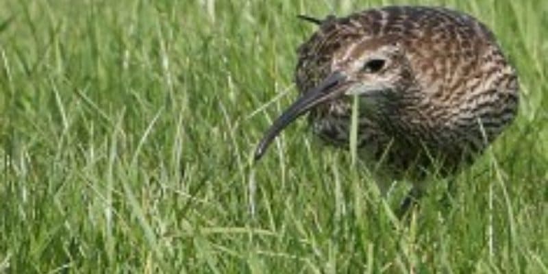 Whimbrel