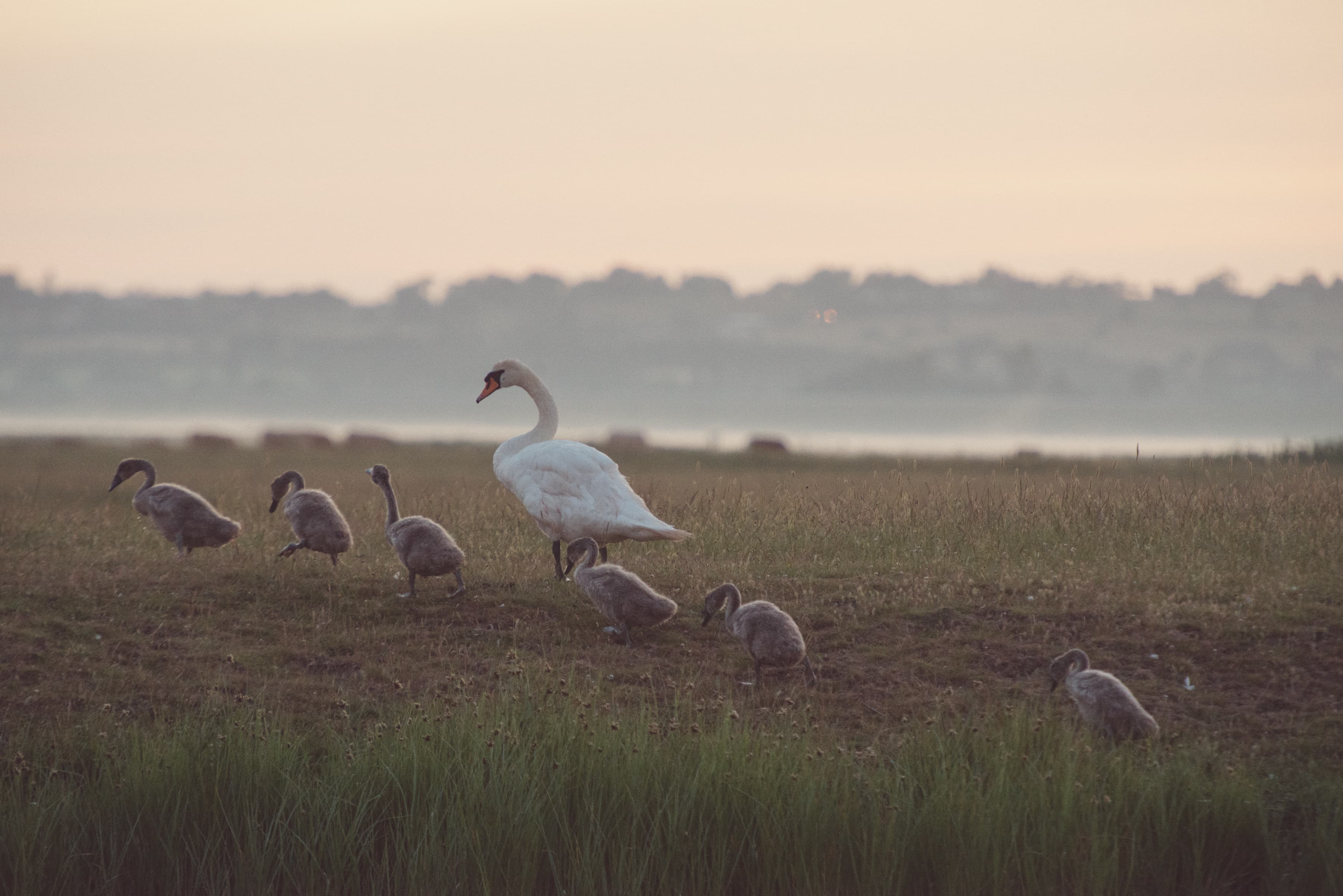 Swans and signets across Elmley Nature Reserve - wilderness stays