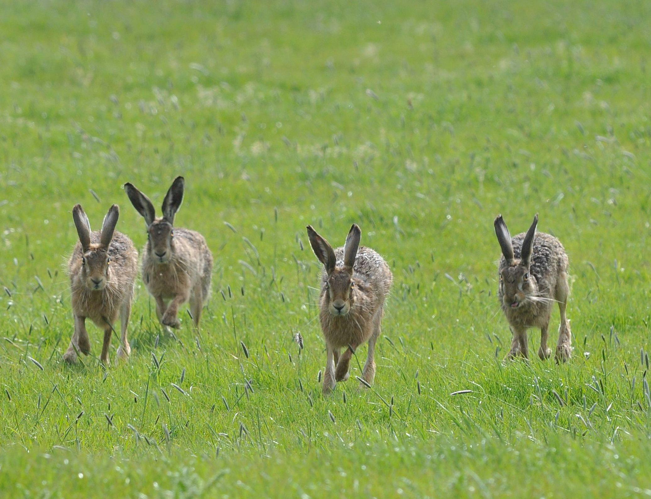 Hares at Elmley
