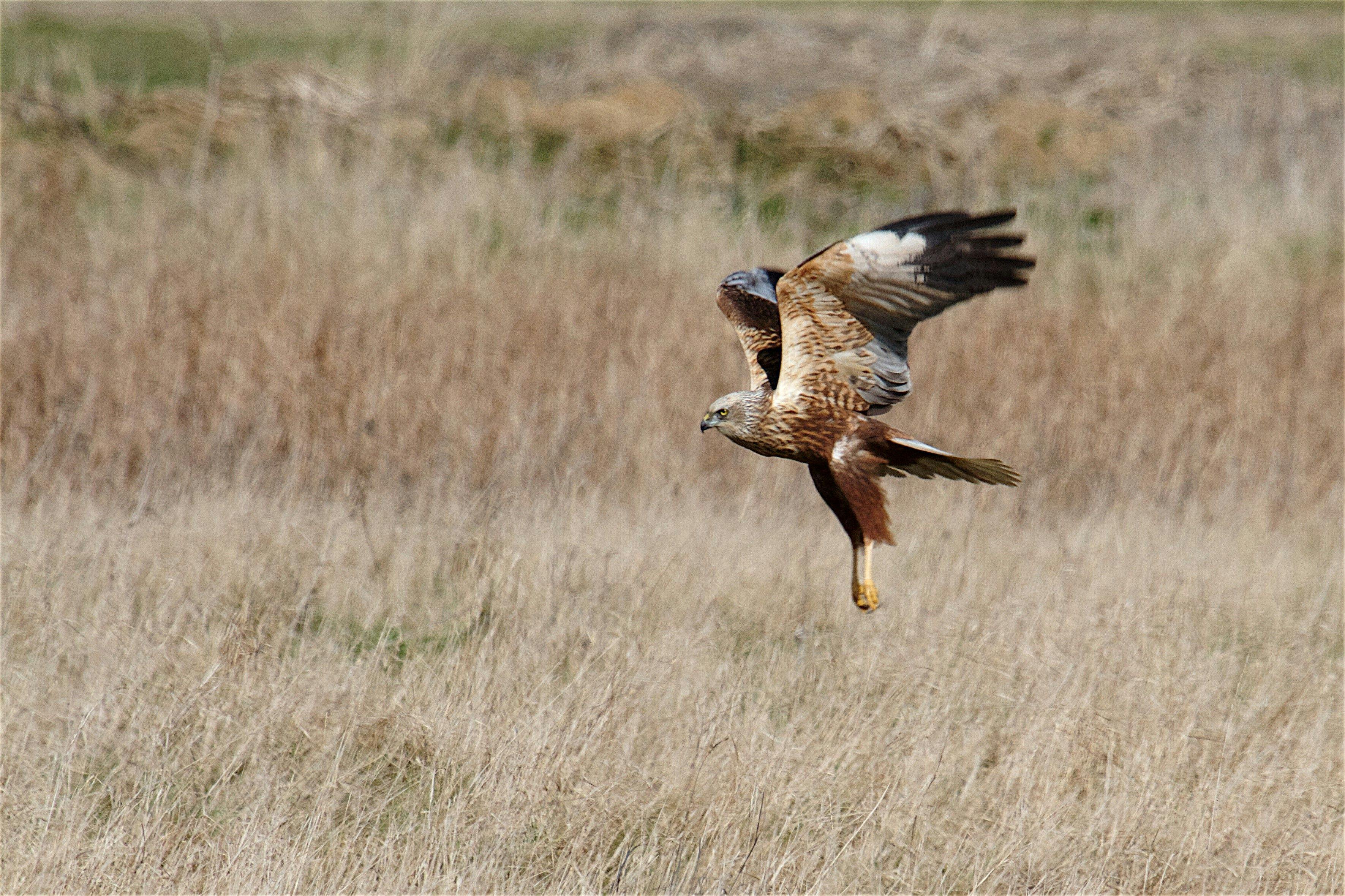Marsh Harrier at Elmley Nature Reserve