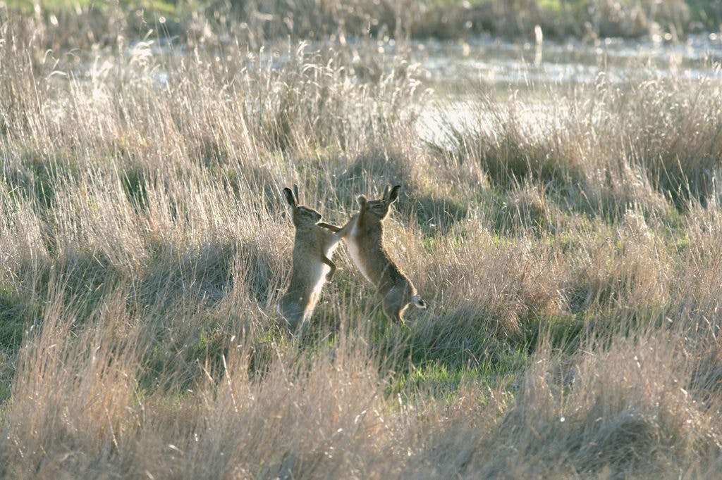 hares playing