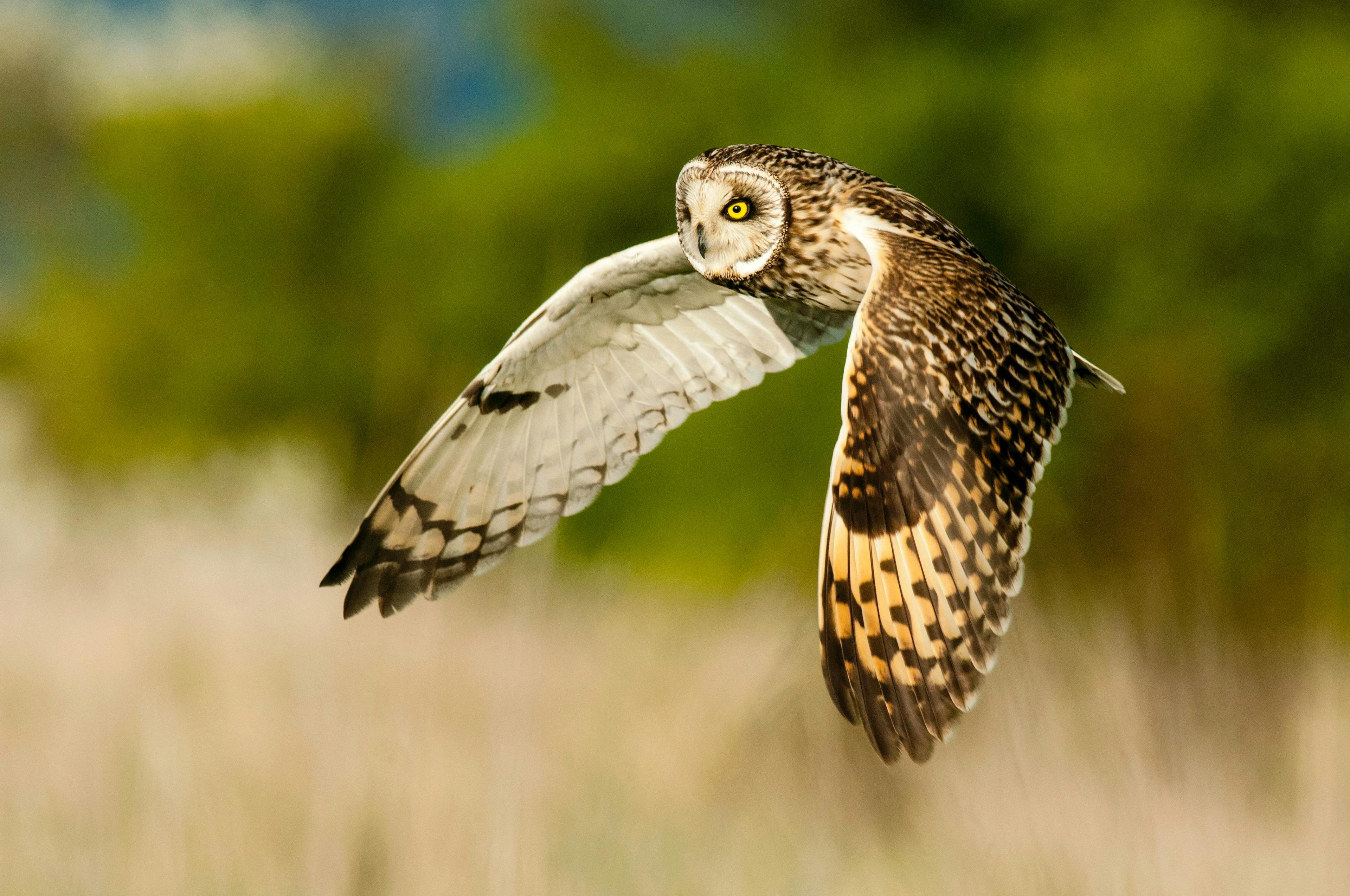 Short Eared Owl at Elmley Nature Reserve