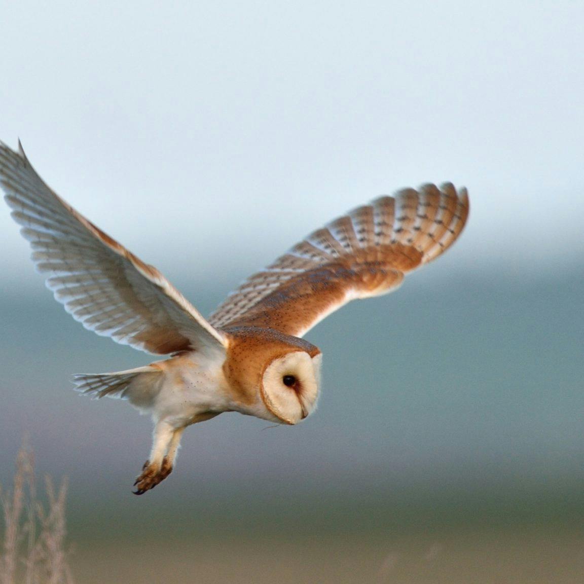 barn owl in flight at Elmley Nature Reserve