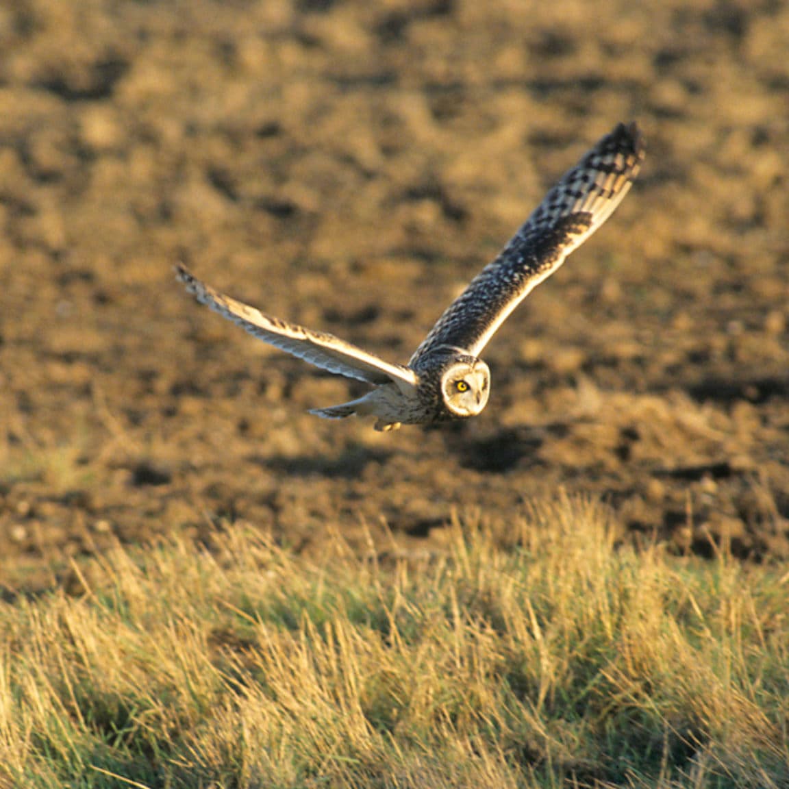 SHORT EARED OWL AT ELMLEY