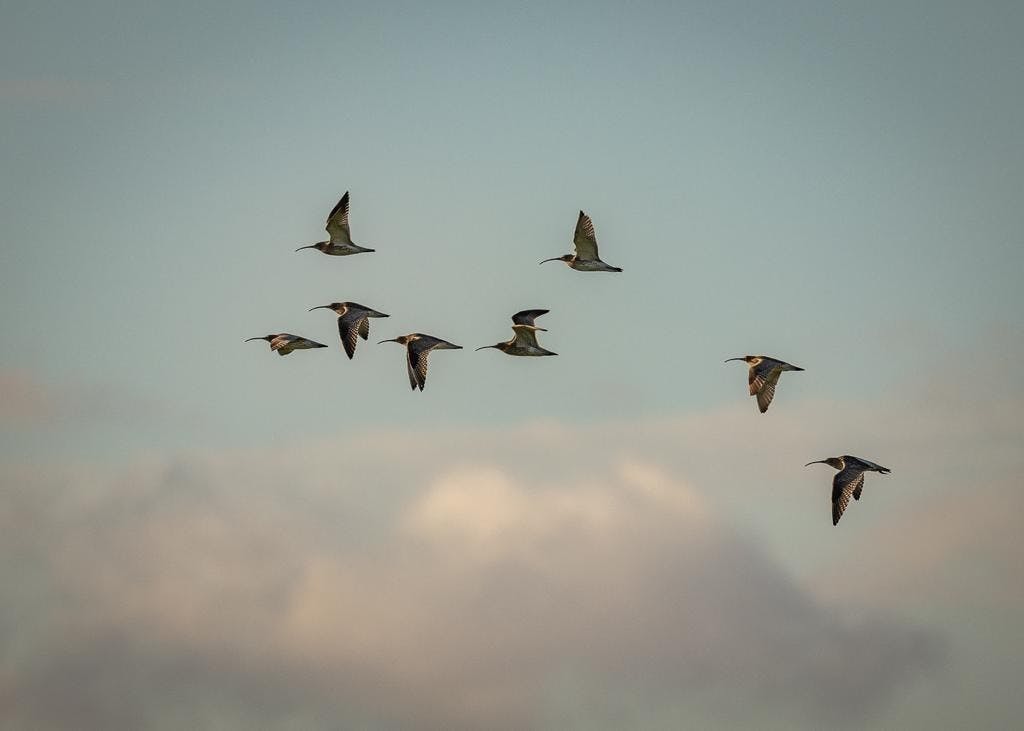 Curlew in flight at elmley nature reserve